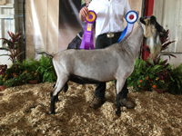 CH Sycamore-Acres MC Phineas Chaz *B

